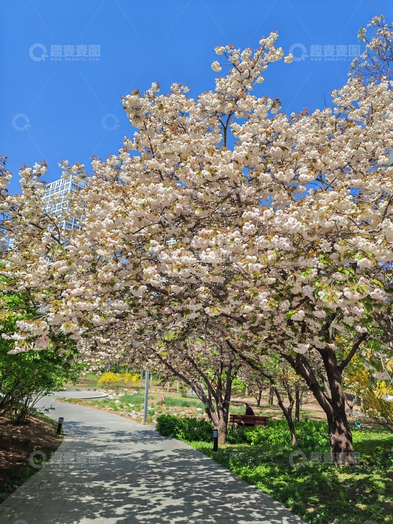 高清大图下载【趣麦麦图】樱花盛开公园小径