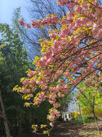 春日樱花盛开美景摄影图片3