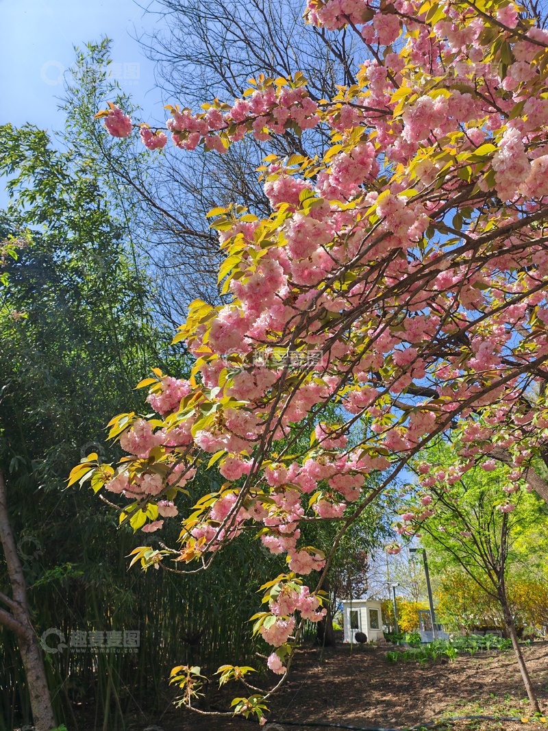 高清大图下载【趣麦麦图】春日樱花盛开美景摄影图片3
