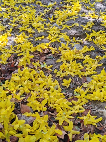 遍地黄花落叶满地