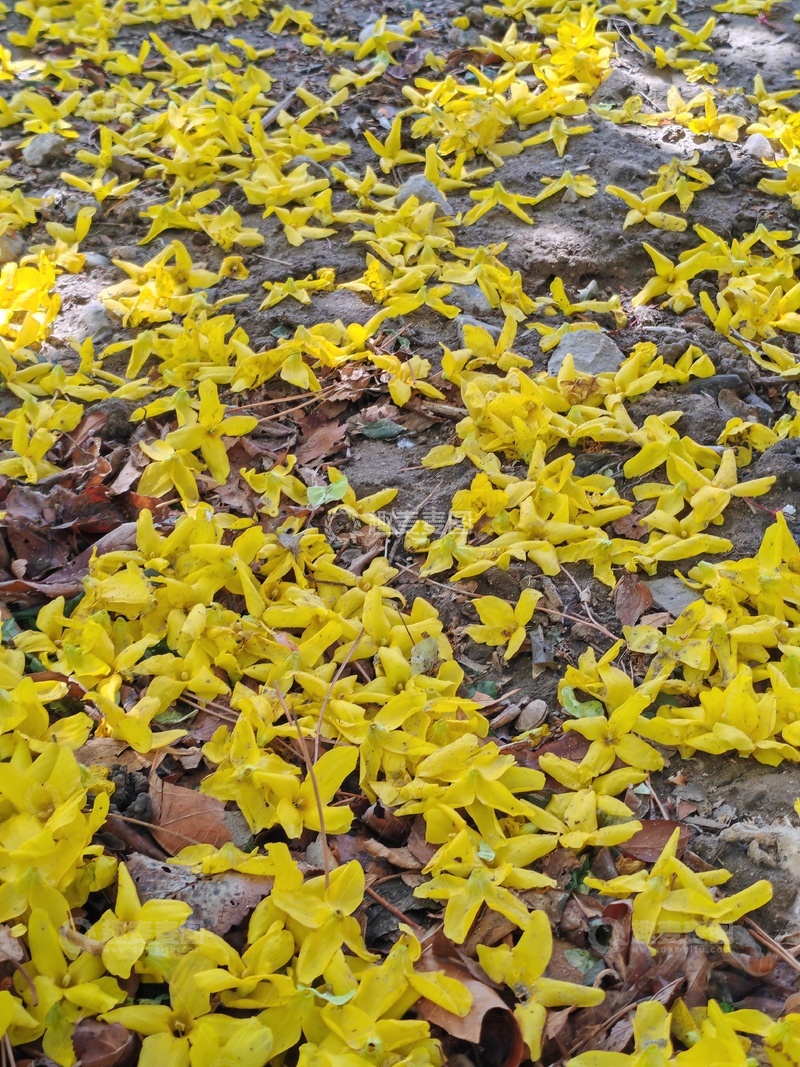 高清大图下载【趣麦麦图】遍地黄花落叶满地