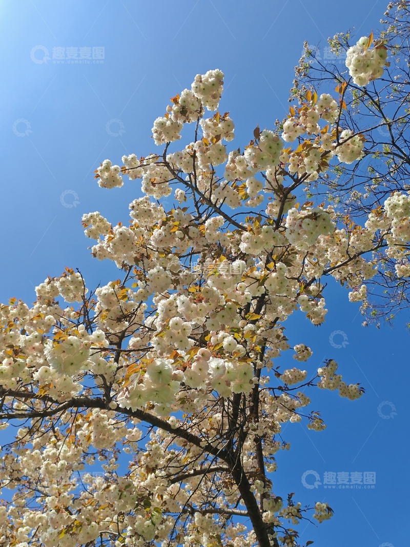 高清大图下载【趣麦麦图】春日樱花盛开美景摄影13