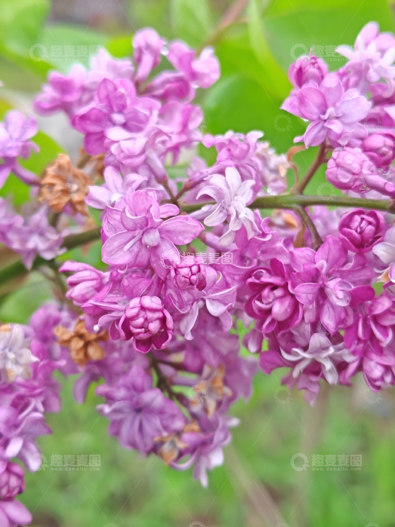 高清大图下载【趣麦麦图】丁香花绽放自然美景