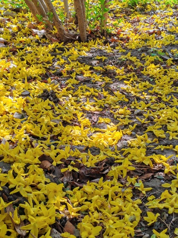 花海落地黄花满地