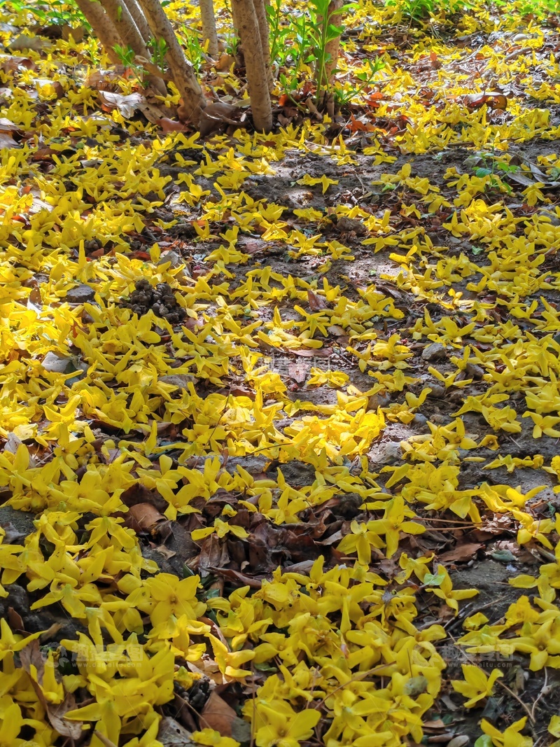 高清大图下载【趣麦麦图】花海落地黄花满地