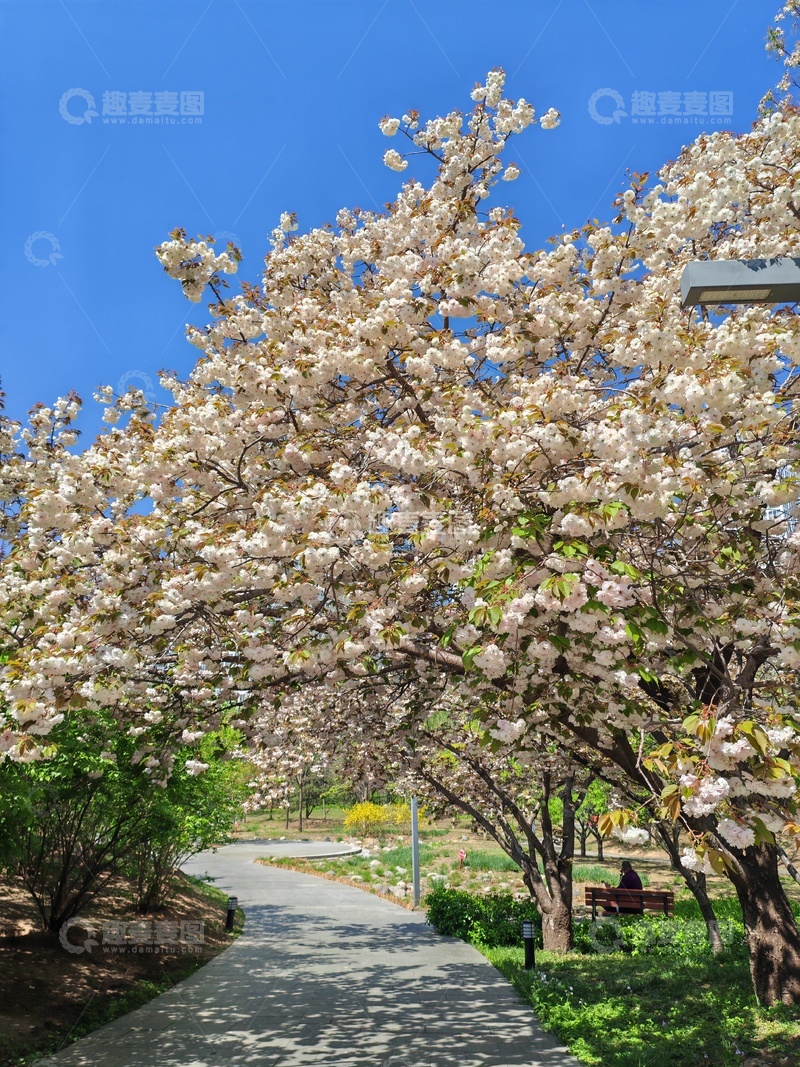 高清大图下载【趣麦麦图】春日樱花盛开小径风光