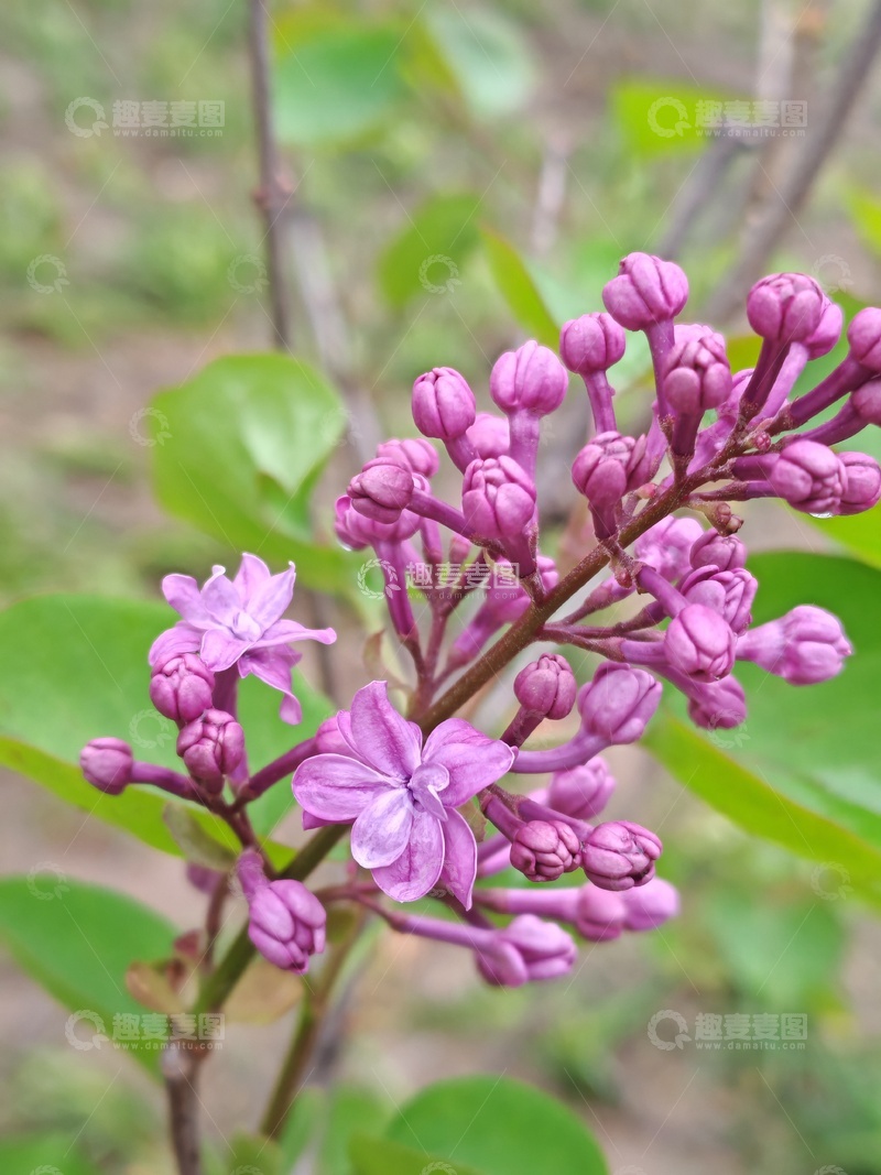 高清大图下载【趣麦麦图】丁香花盛开自然风景摄影