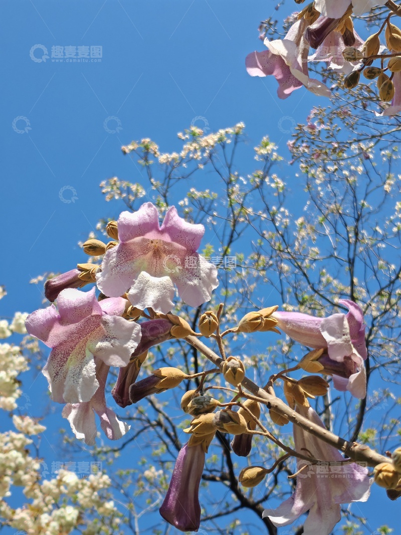 高清大图下载【趣麦麦图】春日玉兰花开蓝天背景