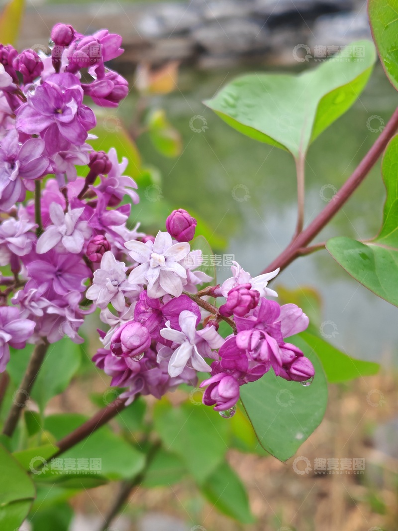 高清大图下载【趣麦麦图】紫丁香盛开自然风光摄影