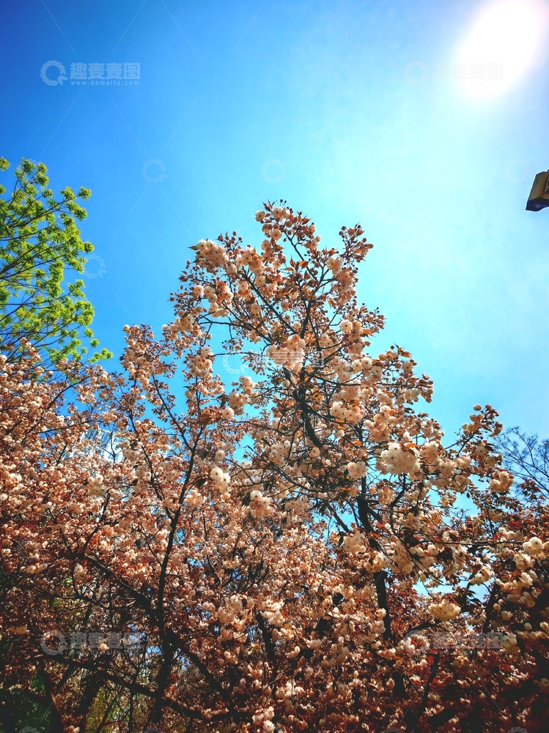 高清大图下载【趣麦麦图】春日樱花盛开美景自然风光摄影