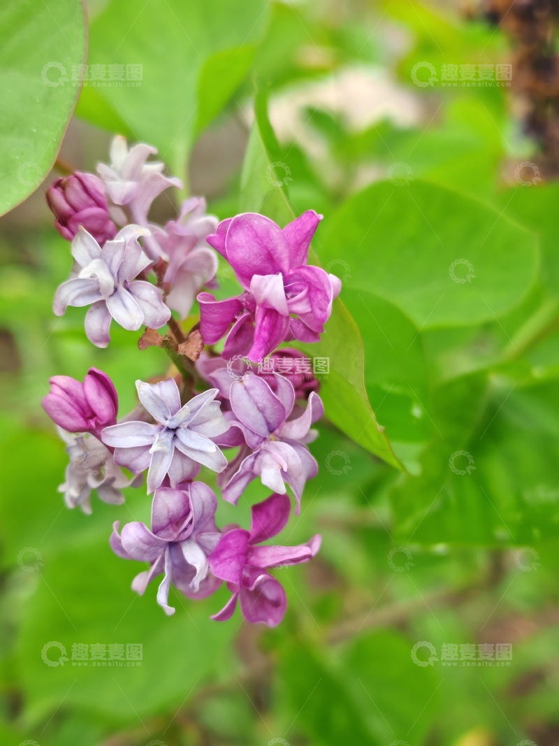 高清大图下载【趣麦麦图】丁香花盛开自然美景