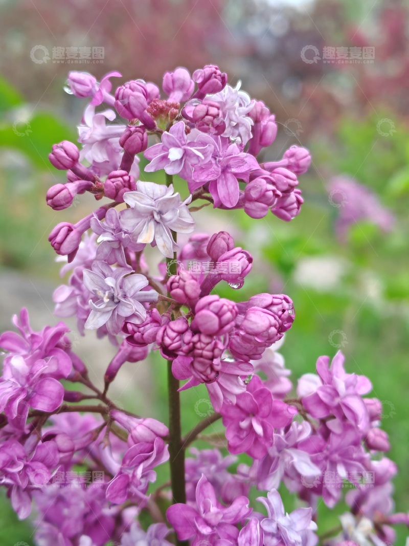 高清大图下载【趣麦麦图】丁香花盛开自然风景摄影