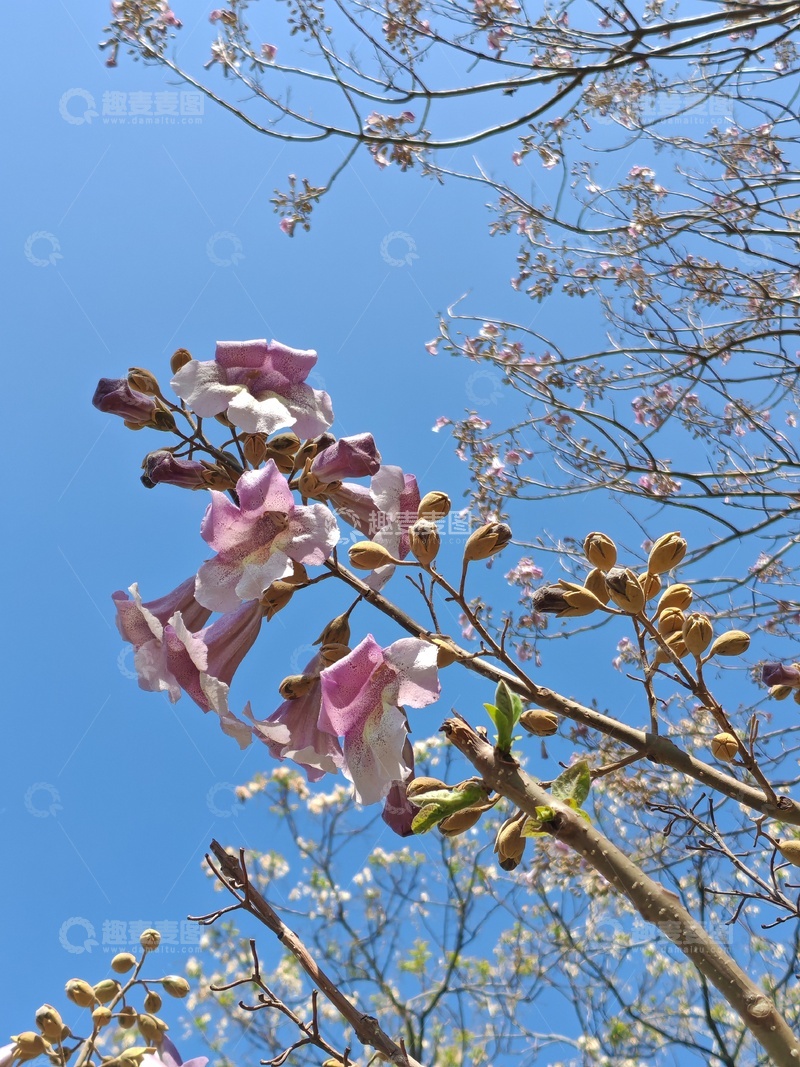 高清大图下载【趣麦麦图】春日玉兰盛开蓝天映衬
