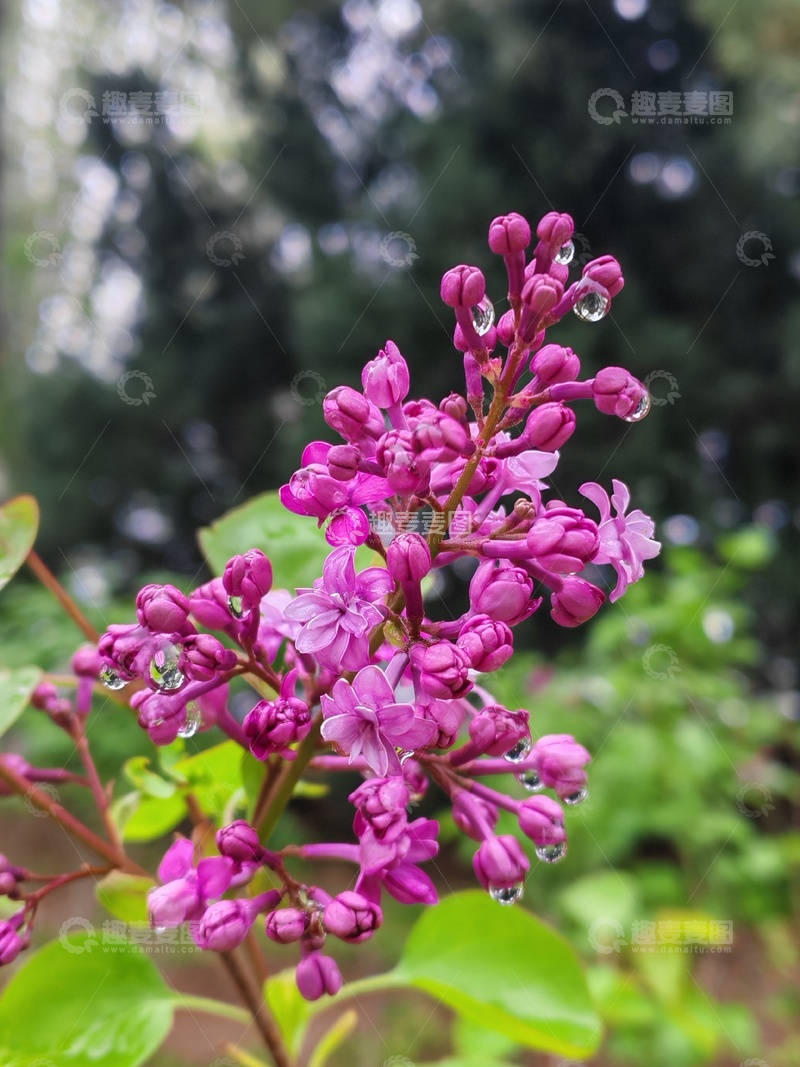 高清大图下载【趣麦麦图】紫丁香盛开露珠点缀1
