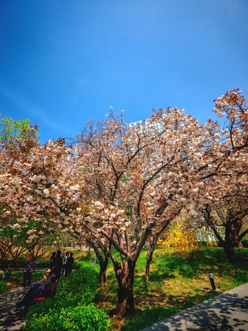 春日樱花盛开公园美景