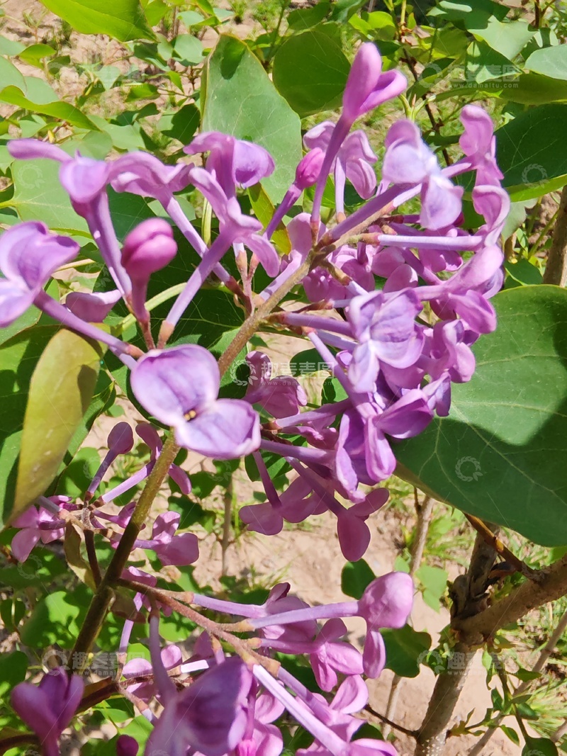 高清大图下载【趣麦麦图】紫丁香花盛开美景摄影