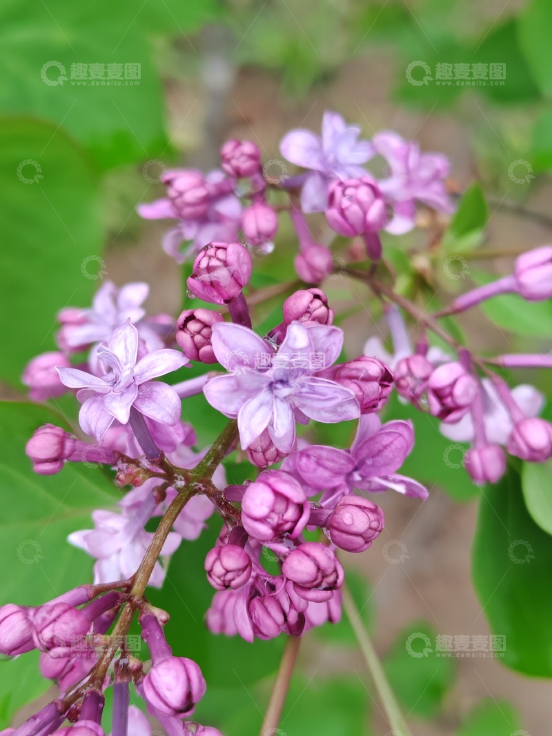 高清大图下载【趣麦麦图】紫丁香盛开特写摄影图