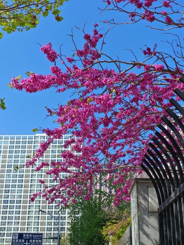 春日城市桃花美景