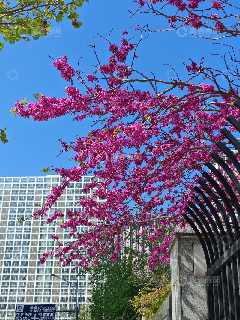 高清大图下载【趣麦麦图】春日城市桃花美景