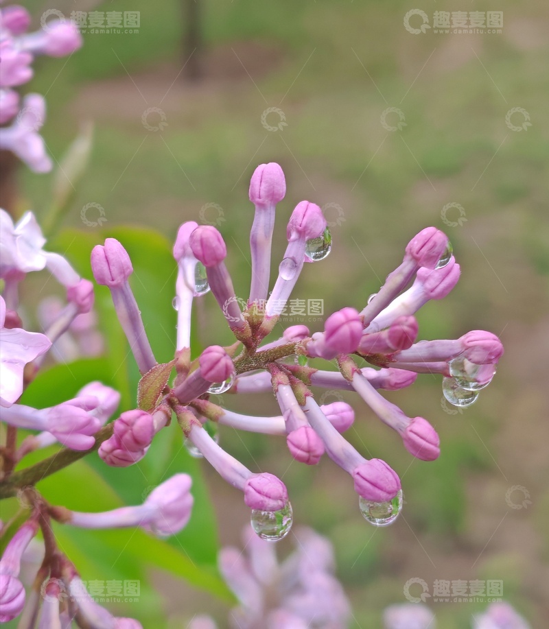 高清大图下载【趣麦麦图】丁香花露珠自然摄影