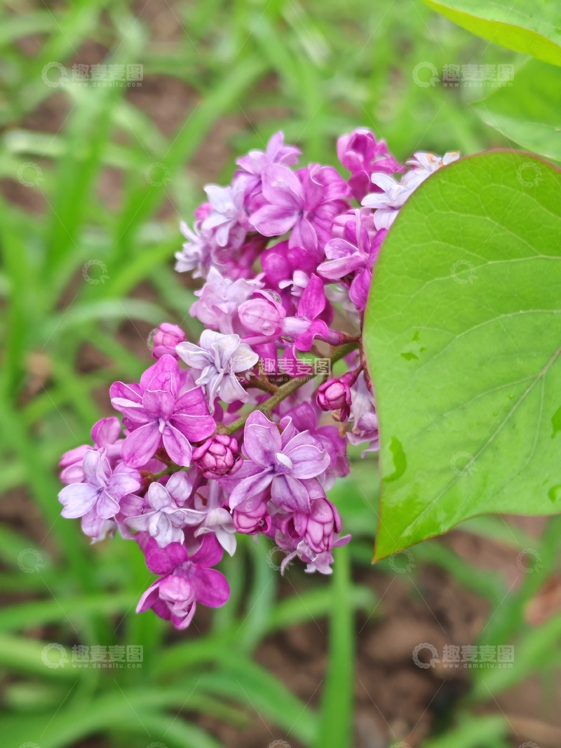 高清大图下载【趣麦麦图】紫丁香花盛开