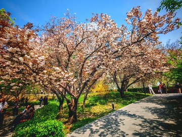 樱花盛开公园春景