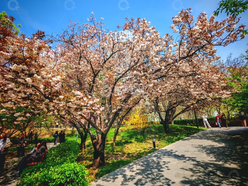 高清大图下载【趣麦麦图】樱花盛开公园春景