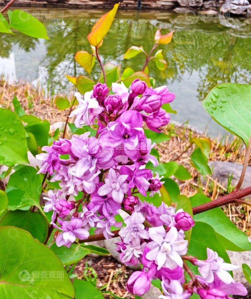 高清大图下载【趣麦麦图】春天紫丁香盛开自然风景