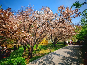 春日樱花公园美景