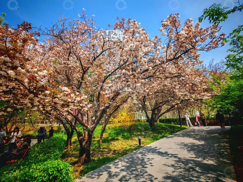 高清大图下载【趣麦麦图】-春日樱花公园美景