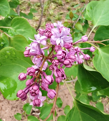 自然风紫色丁香花摄影