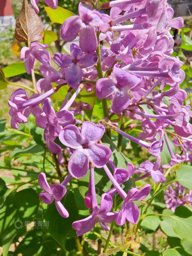 高清大图下载【趣麦麦图】紫丁香盛开春日美景