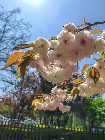 春日樱花盛开美景11