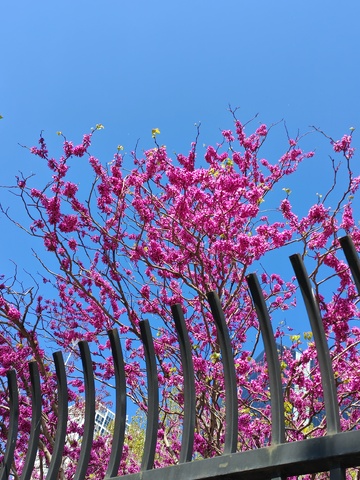 春花绽放金属栅栏
