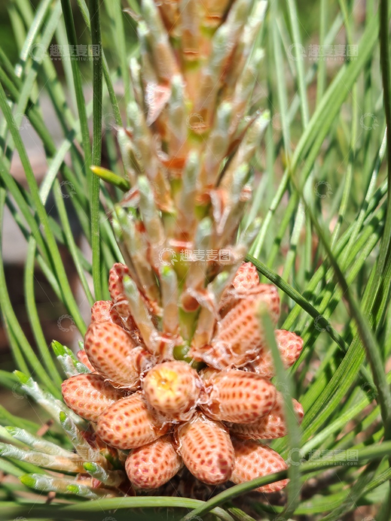 高清大图下载【趣麦麦图】松树雄球果特写摄影