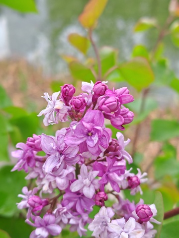 清新丁香花绽放自然美景