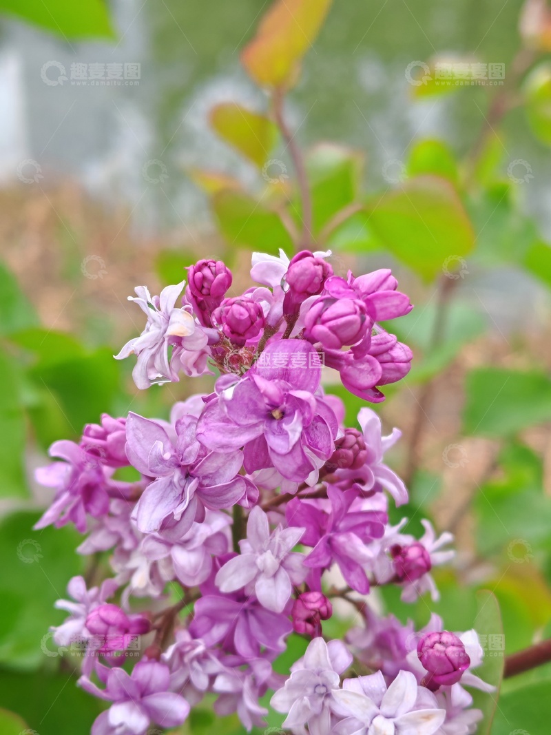 高清大图下载【趣麦麦图】清新丁香花绽放自然美景