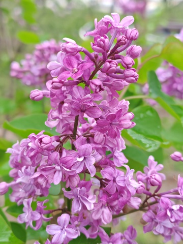 紫色丁香花盛开自然摄影