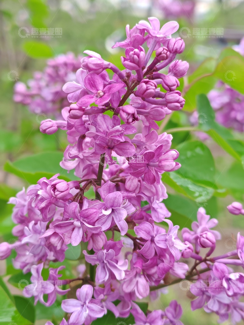 高清大图下载【趣麦麦图】紫色丁香花盛开自然摄影