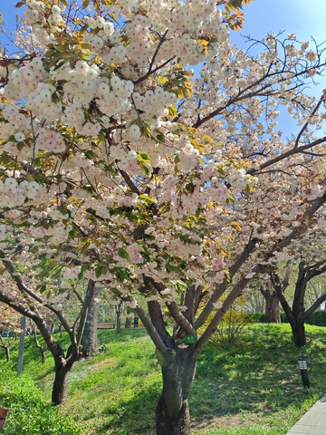 春日樱花盛开公园景色