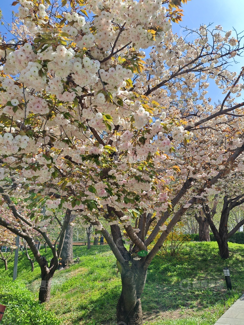 高清大图下载【趣麦麦图】春日樱花盛开公园景色