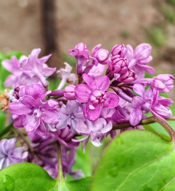 丁香花盛开自然摄影