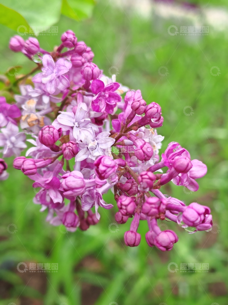 高清大图下载【趣麦麦图】紫丁香花盛开自然风景