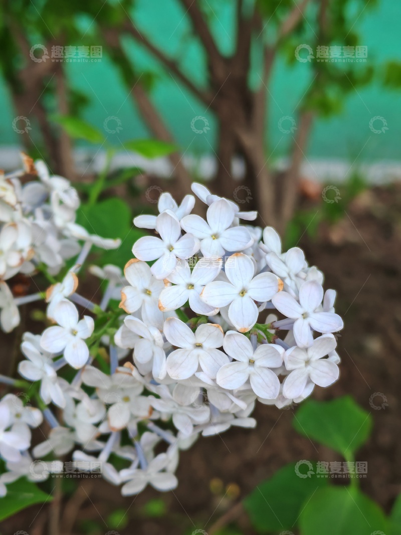高清大图下载【趣麦麦图】春日白丁香盛开美景