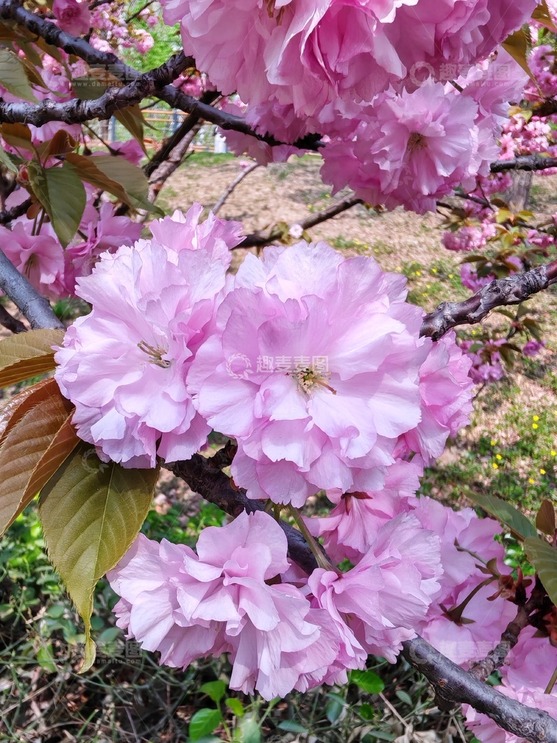 高清大图下载【趣麦麦图】樱花盛开春日美景