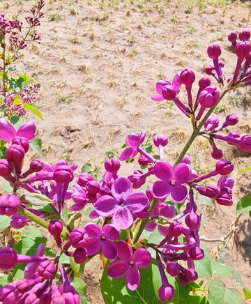 紫花绽放春光美景