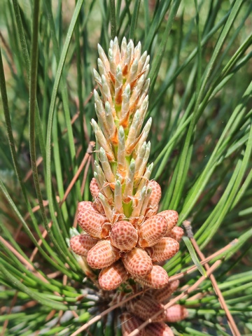 松树雄枝特写植物摄影