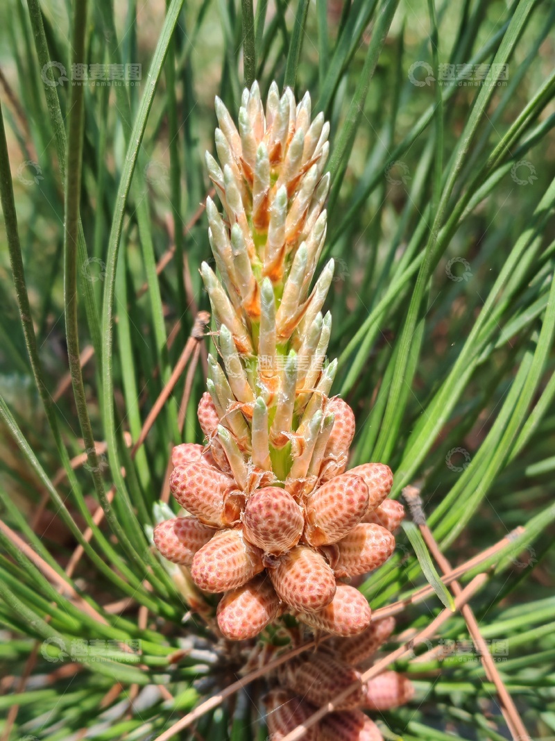 高清大图下载【趣麦麦图】松树雄枝特写植物摄影