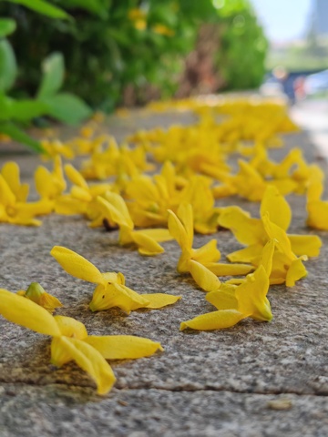 黄花铺路自然美11