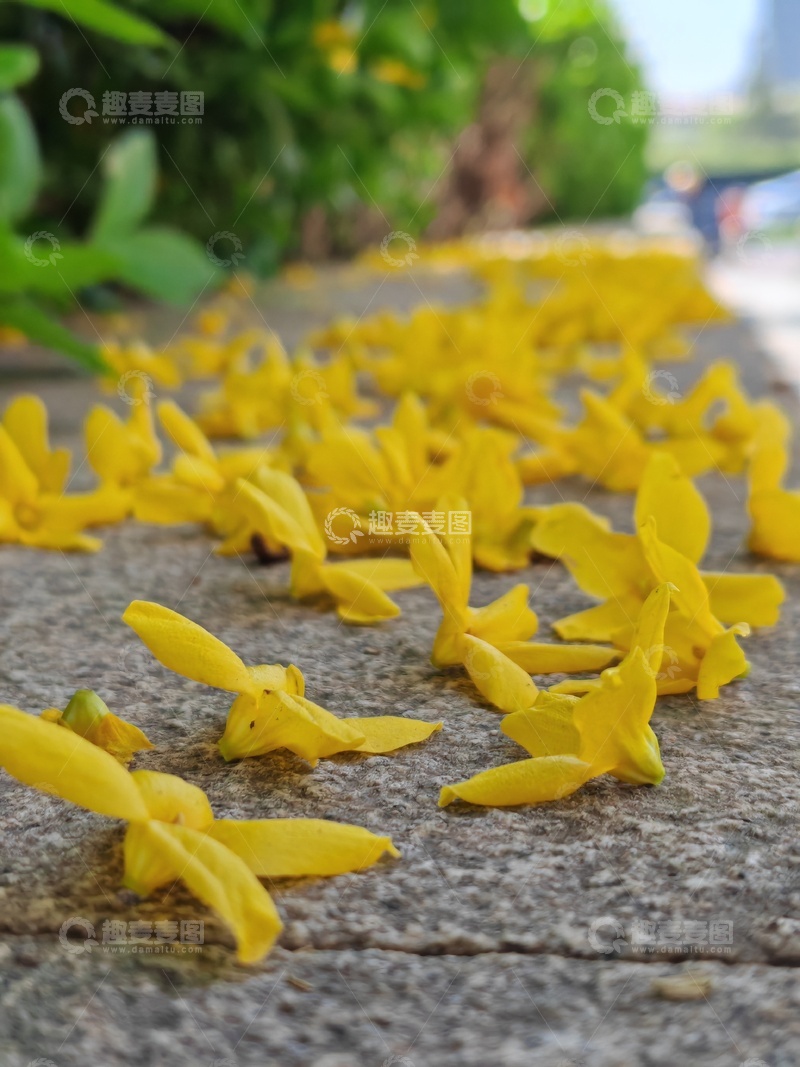 高清大图下载【趣麦麦图】黄花铺路自然美11